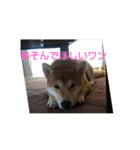 シヴァのスタンプワンね（個別スタンプ：15）