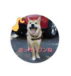 シヴァのスタンプワンね（個別スタンプ：16）