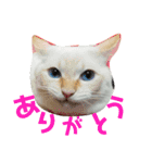 保護猫ユキと保健所猫うみ3（個別スタンプ：2）
