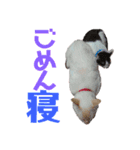 保護猫ユキと保健所猫うみ3（個別スタンプ：3）