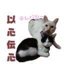 保護猫ユキと保健所猫うみ3（個別スタンプ：6）