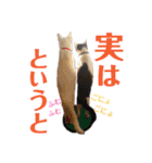 保護猫ユキと保健所猫うみ3（個別スタンプ：8）