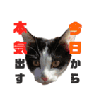 保護猫ユキと保健所猫うみ3（個別スタンプ：10）