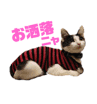 保護猫ユキと保健所猫うみ3（個別スタンプ：11）