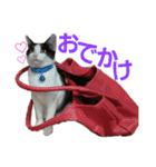 保護猫ユキと保健所猫うみ3（個別スタンプ：12）