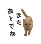 保護猫ユキと保健所猫うみ3（個別スタンプ：13）