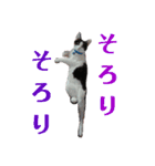 保護猫ユキと保健所猫うみ3（個別スタンプ：15）