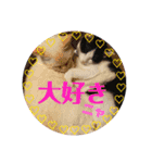 保護猫ユキと保健所猫うみ3（個別スタンプ：16）
