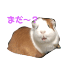 うちのモル。（個別スタンプ：3）