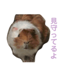 うちのモル。（個別スタンプ：5）