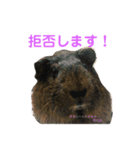 うちのモル。（個別スタンプ：6）