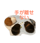 うちのモル。（個別スタンプ：7）