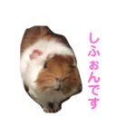 うちのモル。（個別スタンプ：9）