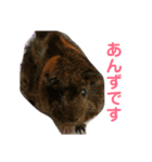 うちのモル。（個別スタンプ：12）