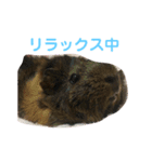 うちのモル。（個別スタンプ：14）