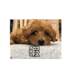 「もこ」 スタンプ（個別スタンプ：7）
