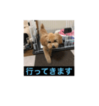 「もこ」 スタンプ（個別スタンプ：9）