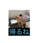 「もこ」 スタンプ（個別スタンプ：10）
