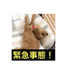 「もこ」 スタンプ（個別スタンプ：23）