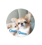 Chihuahuas Castle Queen（個別スタンプ：7）