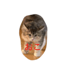 メルと愉快な仲間達（個別スタンプ：1）