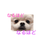 ポメラニアンの志々丸と志丸兄弟（個別スタンプ：8）