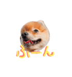 ポメラニアンの志々丸と志丸兄弟（個別スタンプ：11）
