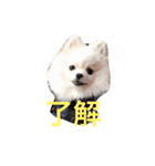 ポメラニアンの志々丸と志丸兄弟（個別スタンプ：14）