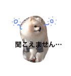ポメラニアンの志々丸と志丸兄弟（個別スタンプ：18）