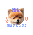 ポメラニアンの志々丸と志丸兄弟（個別スタンプ：19）