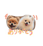 ポメラニアンの志々丸と志丸兄弟（個別スタンプ：22）