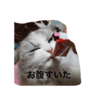 白猫のじょりー（個別スタンプ：3）
