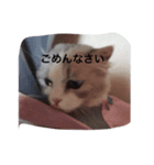 白猫のじょりー（個別スタンプ：4）