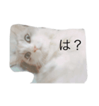 白猫のじょりー（個別スタンプ：5）