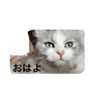 白猫のじょりー（個別スタンプ：6）