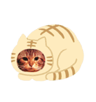 くせつよ16（個別スタンプ：16）