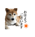 柴犬おやこスタンプ（個別スタンプ：1）