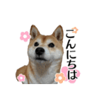 柴犬おやこスタンプ（個別スタンプ：2）