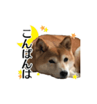 柴犬おやこスタンプ（個別スタンプ：3）