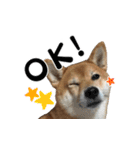 柴犬おやこスタンプ（個別スタンプ：4）
