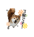 柴犬おやこスタンプ（個別スタンプ：5）