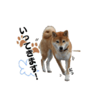 柴犬おやこスタンプ（個別スタンプ：6）