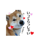 柴犬おやこスタンプ（個別スタンプ：7）
