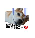 柴犬おやこスタンプ（個別スタンプ：8）