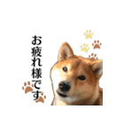 柴犬おやこスタンプ（個別スタンプ：9）