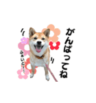 柴犬おやこスタンプ（個別スタンプ：10）