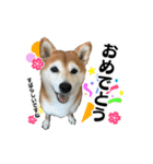 柴犬おやこスタンプ（個別スタンプ：11）