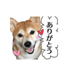 柴犬おやこスタンプ（個別スタンプ：12）