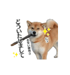 柴犬おやこスタンプ（個別スタンプ：13）