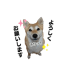 柴犬おやこスタンプ（個別スタンプ：14）